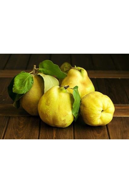 Айва яблуковидна Олена купити 